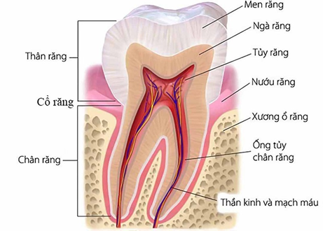 Hình ảnh cấu tạo răng